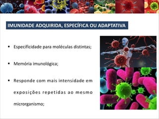 § Especificidade para moléculas distintas;
§ Memória imunológica;
§ Responde com mais intensidade em
exposições repetidas ao mesmo
microrganismo;
IMUNIDADE ADQUIRIDA, ESPECÍFICA OU ADAPTATIVA
 