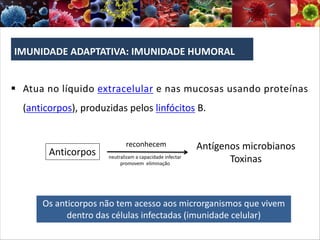 IMUNIDADE ADAPTATIVA: IMUNIDADE HUMORAL
§ Atua no líquido extracelular e nas mucosas usando proteínas
(anticorpos), produzidas pelos linfócitos B.
Os anticorpos não tem acesso aos microrganismos que vivem
dentro das células infectadas (imunidade celular)
Anticorpos
Antígenos microbianos
Toxinas
reconhecem
neutralizam a capacidade infectar
promovem eliminação
 