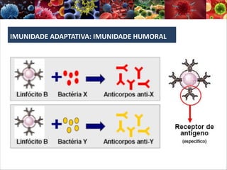 IMUNIDADE ADAPTATIVA: IMUNIDADE HUMORAL
 