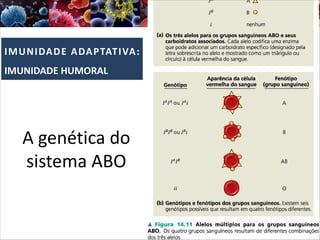 IMUNIDADE ADAPTATIVA:
IMUNIDADE HUMORAL
A genética do
sistema ABO
 