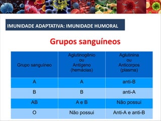IMUNIDADE ADAPTATIVA: IMUNIDADE HUMORAL
Grupos sanguíneos
Grupo sanguíneo
Aglutinogênio
ou
Antígeno
(hemácias)
Aglutinina
ou
Anticorpos
(plasma)
A A anti-B
B B anti-A
AB A e B Não possui
O Não possui Anti-A e anti-B
 