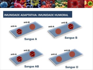 IMUNIDADE ADAPTATIVA: IMUNIDADE HUMORAL
 
