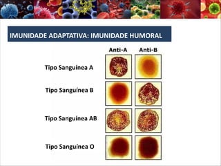 IMUNIDADE ADAPTATIVA: IMUNIDADE HUMORAL
Tipo Sanguínea A
Tipo Sanguínea B
Tipo Sanguínea AB
Tipo Sanguínea O
 
