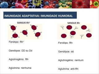 IMUNIDADE ADAPTATIVA: IMUNIDADE HUMORAL
 