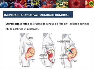 IMUNIDADE ADAPTATIVA: IMUNIDADE HUMORAL
Eritroblastose fetal: destruição do sangue do feto Rh+, gestado por mãe
Rh- (a partir da 2ª gestação).
 