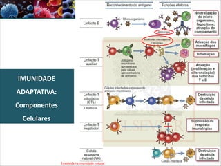 IMUNIDADE
ADAPTATIVA:
Componentes
Celulares
Moléculas mensageiras
Citolíticos
Envolvida na imunidade natural
 