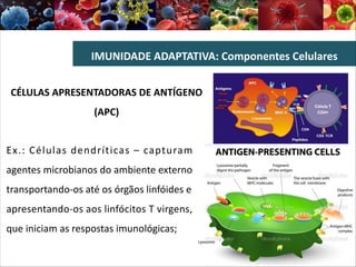 IMUNIDADE ADAPTATIVA: Componentes Celulares
Ex.: Células dendríticas – capturam
agentes microbianos do ambiente externo
transportando-os até os órgãos linfóides e
apresentando-os aos linfócitos T virgens,
que iniciam as respostas imunológicas;
CÉLULAS APRESENTADORAS DE ANTÍGENO
(APC)
 