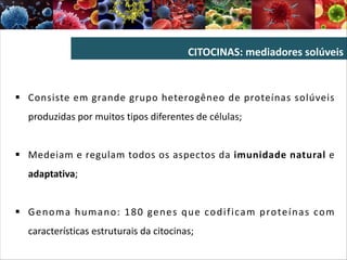 CITOCINAS: mediadores solúveis
§ Consiste em grande grupo heterogêneo de proteínas solúveis
produzidas por muitos tipos diferentes de células;
§ Medeiam e regulam todos os aspectos da imunidade natural e
adaptativa;
§ Genoma humano: 180 genes que codificam proteínas com
características estruturais da citocinas;
 