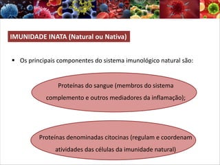 IMUNIDADE INATA (Natural ou Nativa)
§ Os principais componentes do sistema imunológico natural são:
Proteínas do sangue (membros do sistema
complemento e outros mediadores da inflamação);
Proteínas denominadas citocinas (regulam e coordenam
atividades das células da imunidade natural)
 