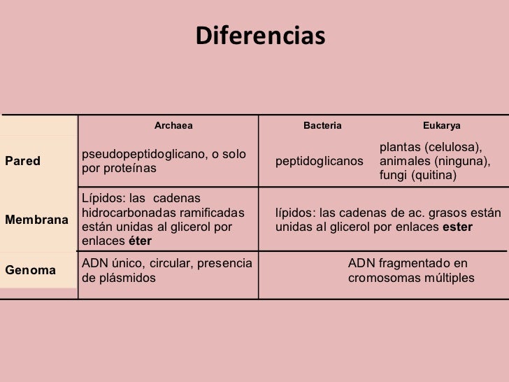 Diferencias Entre Eubacterias Y Arqueobacterias Diferencias Entre Eubacterias Y Arqueobacterias