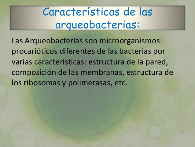 Arqueobacteria