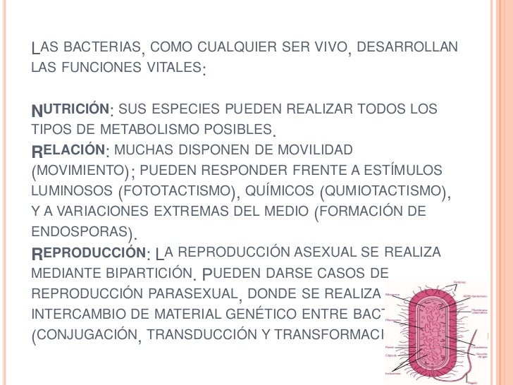 Diferencias Entre Eubacterias Y Arqueobacterias Arqueobacterias