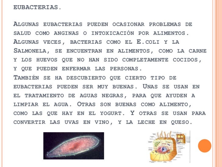 Diferencias Entre Eubacterias Y Arqueobacterias Arqueobacterias
