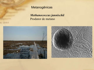 Methanococcus jannischii
Produtor de metano
Metanogênicas
 