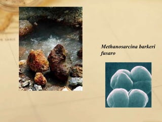 Methanosarcina barkeri
fusaro
 