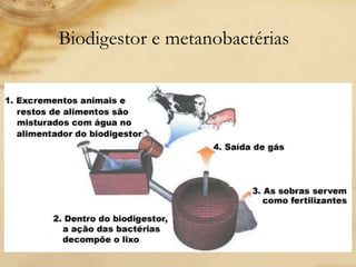 Biodigestor e metanobactérias
 