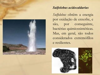 Sulfolobus acidocaldarius
Sulfolobus obtêm a energia
por oxidação de enxofre, e
são, por conseguinte,
bactérias quimiossintéticas.
Mas, em geral, são todos
considerados extremófilos
e resilientes.
 