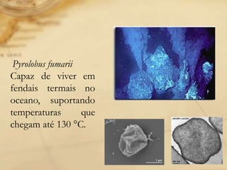 Pyrolobus fumarii
Capaz de viver em
fendais termais no
oceano, suportando
temperaturas que
chegam até 130 °C.
 