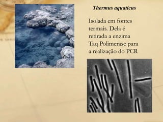 Thermus aquaticus
Isolada em fontes
termais. Dela é
retirada a enzima
Taq Polimerase para
a realização do PCR
 