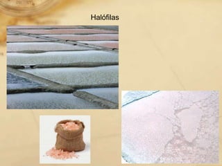 Halófilas
 