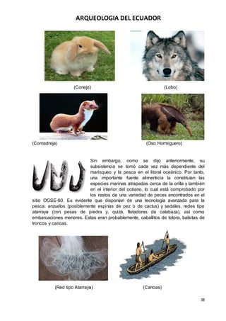 ARQUEOLOGIA DEL ECUADOR
38
(Conejo) (Lobo)
(Comadreja) (Oso Hormiguero)
Sin embargo, como se dijo anteriormente, su
subsistencia se tomó cada vez más dependiente del
marisqueo y la pesca en el litoral oceánico. Por tanto,
una importante fuente alimenticia la constituían las
especies marinas atrapadas cerca de la orilla y también
en el interior del océano, lo cual está comprobado por
los restos de una variedad de peces encontrados en el
sitio OGSE-80. Es evidente que disponían de una tecnología avanzada para la
pesca: anzuelos (posiblemente espinas de pez o de cactus) y sedales, redes tipo
atarraya (con pesas de piedra y, quizá, flotadores de calabaza), así como
embarcaciones menores. Estas eran probablemente, caballitos de totora, balsitas de
troncos y canoas.
(Red tipo Atarraya) (Canoas)
 