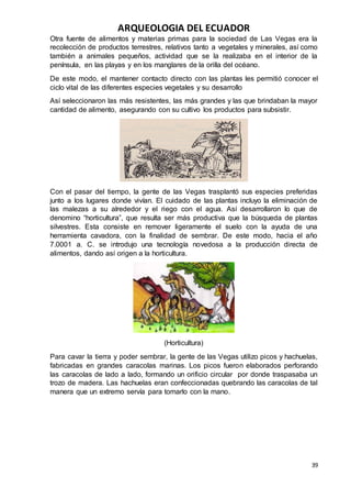 ARQUEOLOGIA DEL ECUADOR
39
Otra fuente de alimentos y materias primas para la sociedad de Las Vegas era la
recolección de productos terrestres, relativos tanto a vegetales y minerales, así como
también a animales pequeños, actividad que se la realizaba en el interior de la
península, en las playas y en los manglares de la orilla del océano.
De este modo, el mantener contacto directo con las plantas les permitió conocer el
ciclo vital de las diferentes especies vegetales y su desarrollo
Así seleccionaron las más resistentes, las más grandes y las que brindaban la mayor
cantidad de alimento, asegurando con su cultivo los productos para subsistir.
Con el pasar del tiempo, la gente de las Vegas trasplantó sus especies preferidas
junto a los lugares donde vivían. El cuidado de las plantas incluyo la eliminación de
las malezas a su alrededor y el riego con el agua. Así desarrollaron lo que de
denomino “horticultura”, que resulta ser más productiva que la búsqueda de plantas
silvestres. Esta consiste en remover ligeramente el suelo con la ayuda de una
herramienta cavadora, con la finalidad de sembrar. De este modo, hacia el año
7.0001 a. C. se introdujo una tecnología novedosa a la producción directa de
alimentos, dando así origen a la horticultura.
(Horticultura)
Para cavar la tierra y poder sembrar, la gente de las Vegas utilizo picos y hachuelas,
fabricadas en grandes caracolas marinas. Los picos fueron elaborados perforando
las caracolas de lado a lado, formando un orificio circular por donde traspasaba un
trozo de madera. Las hachuelas eran confeccionadas quebrando las caracolas de tal
manera que un extremo servía para tomarlo con la mano.
 