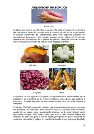 ARQUEOLOGIA DEL ECUADOR
40
(Caracolas)
La planta que primero se cultivo fue el zapallo; más tarde, el maíz primitivo, el mate y
una raíz llamada “lerén”. La principal especie cultivada, el maíz, es de origen exótico,
al parecer proveniente de Mesoamérica, pero otras especies pudieron ser
domesticadas localmente: mate, zapallo, algodón, achira, frijoles, etc. El proceso
constante de manipulación de la plantas les permitió incorporar cada vez nuevas
variedades así desarrollaron los cultivos hasta épocas posteriores.
(Zapallo) (Algodón)
(Frejoles) (Maíz)
La práctica de una agricultura incipiente, acompañada de la estacionalidad de los
productos y de la cercanía de los nichos ecológicos, hace suponer que posibilito a
este grupo humano asentarse en campamentos-base cada vez más estables y
duraderos.
En el sitio OGSE-80 se encontró, además, una área de enterramiento con restos de.
Por lo menos, 192 individuos, databa hacia el 6.000 a.C por tanto, este yacimiento,
aparte de ser usado como asentamiento principal, se lo utilizo también como
cementerio comunal. Esto quiere decir que cuando una persona fallecía era
enterrada en este sitio, para lo cual se construyeron pequeños posos circulares en
donde era introducido el cadáver en posición flexionada, lo que indica que fue atado
 