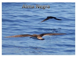 Alma Negra