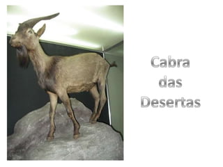 Cabra das Desertas