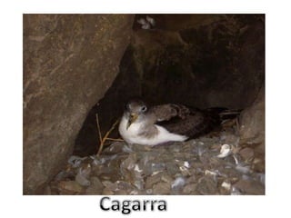 Cagarra