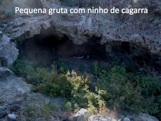 Pequena gruta com ninho de cagarra