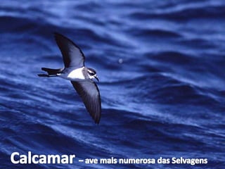 Calcamar– ave mais numerosa das Selvagens