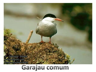 Garajau comum