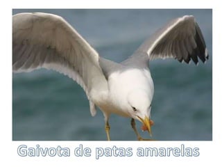 Gaivota de patas amarelas