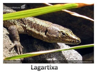 Lagartixa