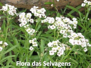 Flora das Selvagens