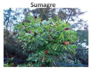 Sumagre