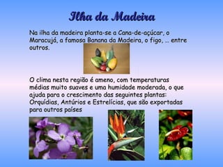 Ilha da Madeira Na ilha da madeira planta-se a Cana-de-açúcar, o Maracujá, a famosa Banana da Madeira, o figo, … entre outros. O clima nesta região é ameno, com temperaturas médias muito suaves e uma humidade moderada, o que ajuda para o crescimento das seguintes plantas: Orquídias, Antúrios e Estrelícias, que são exportadas para outros países  