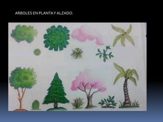 ARBOLES EN PLANTA Y ALZADO:
 
