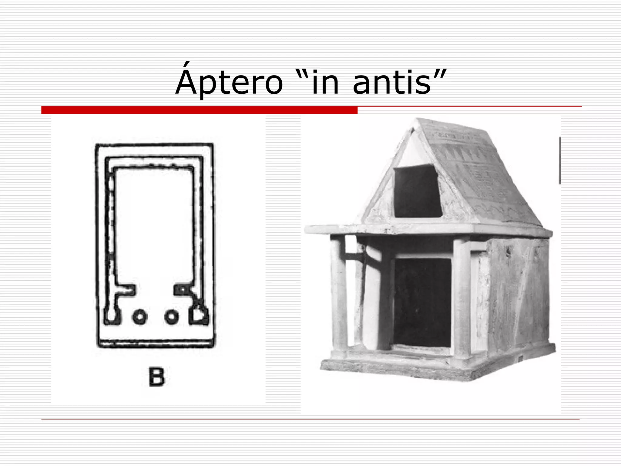 Áptero “in antis” 