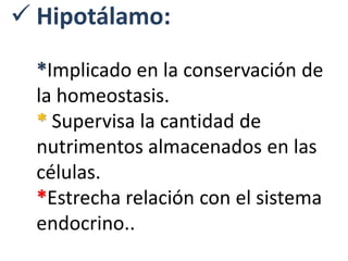  Hipotálamo:
*Implicado en la conservación de
la homeostasis.
* Supervisa la cantidad de
nutrimentos almacenados en las
células.
*Estrecha relación con el sistema
endocrino..
 