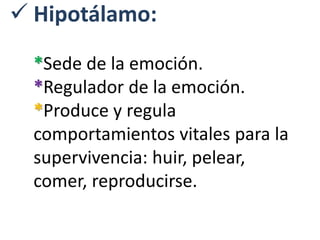  Hipotálamo:
*Sede de la emoción.
*Regulador de la emoción.
*Produce y regula
comportamientos vitales para la
supervivencia: huir, pelear,
comer, reproducirse.
 