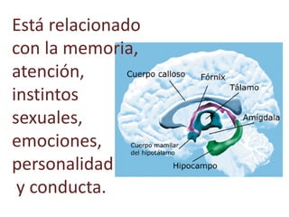 Está relacionado
con la memoria,
atención,
instintos
sexuales,
emociones,
personalidad
y conducta.
 