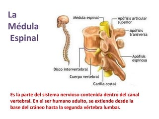 La
Médula
Espinal
Es la parte del sistema nervioso contenida dentro del canal
vertebral. En el ser humano adulto, se extiende desde la
base del cráneo hasta la segunda vértebra lumbar.
 