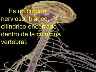 Es un cordón
nervioso, blanco,
cilíndrico encerrado
dentro de la columna
vertebral.
 