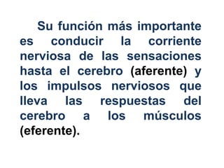 Su función más importante
es conducir la corriente
nerviosa de las sensaciones
hasta el cerebro (aferente) y
los impulsos nerviosos que
lleva las respuestas del
cerebro a los músculos
(eferente).
 