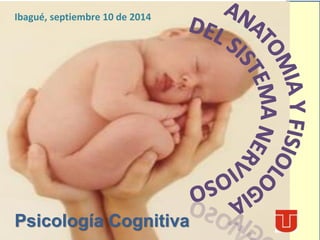 Ibagué, septiembre 10 de 2014
Psicología Cognitiva
 