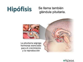 Hipófisis Se llama también
glándula pituitaria.
 