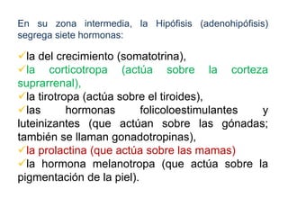 En su zona intermedia, la Hipófisis (adenohipófisis)
segrega siete hormonas:
la del crecimiento (somatotrina),
la corticotropa (actúa sobre la corteza
suprarrenal),
la tirotropa (actúa sobre el tiroides),
las hormonas folicoloestimulantes y
luteinizantes (que actúan sobre las gónadas;
también se llaman gonadotropinas),
la prolactina (que actúa sobre las mamas)
la hormona melanotropa (que actúa sobre la
pigmentación de la piel).
 