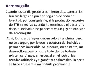 Acromegalia
Cuando los cartílagos de crecimiento desaparecen los
huesos largos no pueden seguir creciendo en
longitud; por consiguiente, si la producción excesiva
de STH se realiza cuando ha terminado el desarrollo
óseo, el individuo no padecerá ya un gigantismo sino
de Acromegalia.
Aquí, los huesos largos crecen solo en anchura, pero
no se alargan, por lo que la estatura del individuo
permanece invariable. Se produce, no obstante, un
desarrollo excesivo, sobre todo donde todavía
existen cartílagos, en especial en el rostro; las
arcadas orbitarias y sigomáticas sobresalen; la nariz
se hace gruesa y la mandíbula prominente.
 